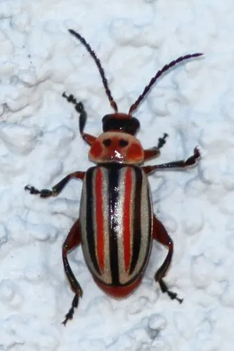 Disonycha latifrons