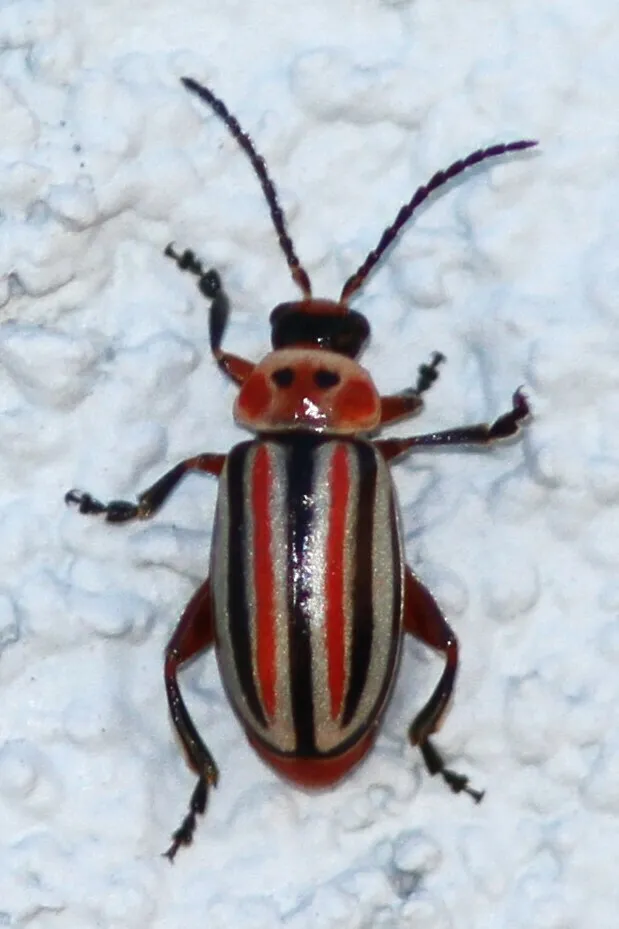 Disonycha latifrons - photo 2