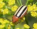 Disonycha leptolineata - photo 2