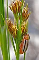 Disonycha leptolineata - photo 3