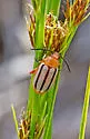 Disonycha leptolineata - photo 4