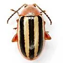 Disonycha leptolineata - photo 5