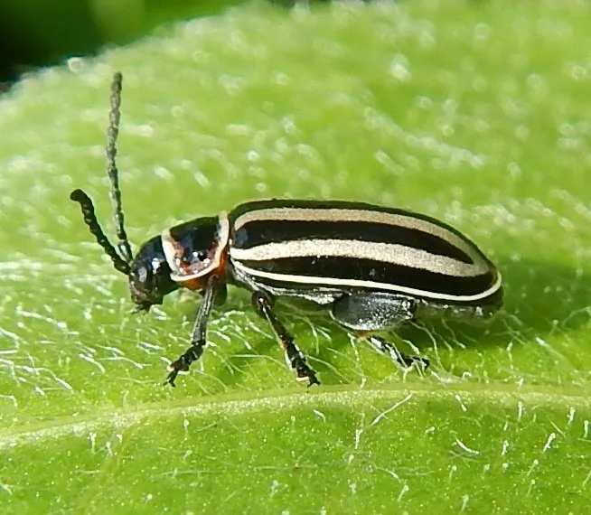Disonycha limbicollis 0 - photo 2