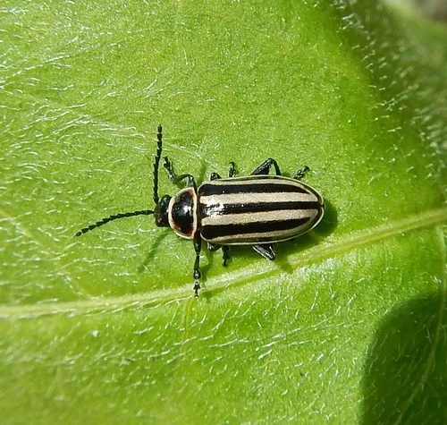 Disonycha limbicollis 0 - photo 3