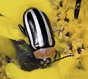 Disonycha maritima - photo 4