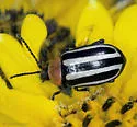 Disonycha maritima - photo 5