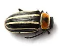 Disonycha pensylvanica