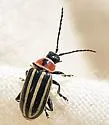 Disonycha pensylvanica - photo 2