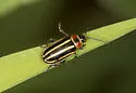Disonycha pensylvanica - photo 3