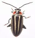 Disonycha pensylvanica - photo 4