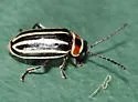 Disonycha pensylvanica - photo 5