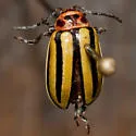 Disonycha pluriligata - Disonycha pluriligata