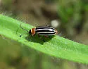 Disonycha procera - photo 2