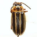 Disonycha procera - photo 3