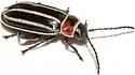 Disonycha procera - photo 4