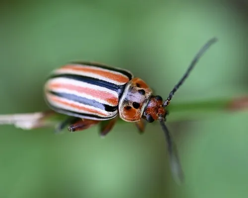 Disonycha punctigera - Disonycha punctigera