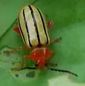 Disonycha quinquelineata