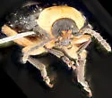 Disonycha semicarbonata - photo 3
