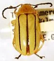 Disonycha stenosticha - photo 4