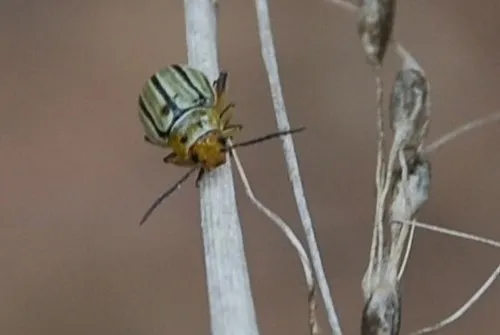Disonycha tenuicornis