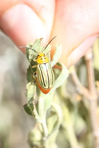 Disonycha tenuicornis - photo 2