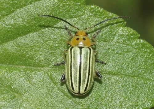 Disonycha tenuicornis - photo 3