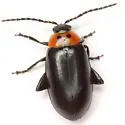 Three-spotted Flea Beetle - photo 2
