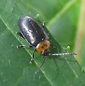 Three-spotted Flea Beetle - photo 3
