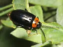 Three-spotted Flea Beetle - photo 4
