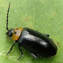 Three-spotted Flea Beetle - photo 5
