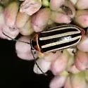 Disonycha uniguttata - Disonycha uniguttata