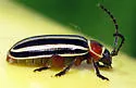 Disonycha uniguttata - photo 2