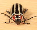 Disonycha uniguttata - photo 3