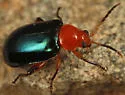 Disonycha varicornis - photo 2