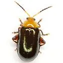 Disonycha varicornis - photo 3