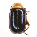 Disonycha varicornis - photo 4
