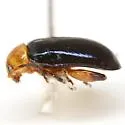 Disonycha varicornis - photo 5