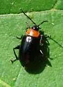 Spinach Flea Beetle - photo 2
