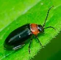 Spinach Flea Beetle - photo 3
