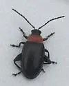 Spinach Flea Beetle - photo 4