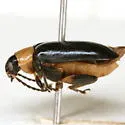 Spinach Flea Beetle - photo 5