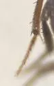 Dissochaetus oblitus - photo 3