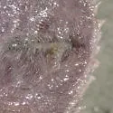 Sand-dollar Pea Crab