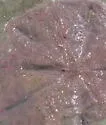 Sand-dollar Pea Crab - photo 2