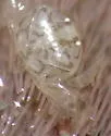 Sand-dollar Pea Crab - photo 3