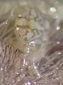 Sand-dollar Pea Crab - photo 5