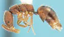 Dissomphalus apertus
