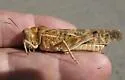 High Plains Grasshopper