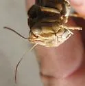 High Plains Grasshopper - photo 2