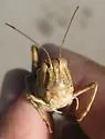 High Plains Grasshopper - photo 3